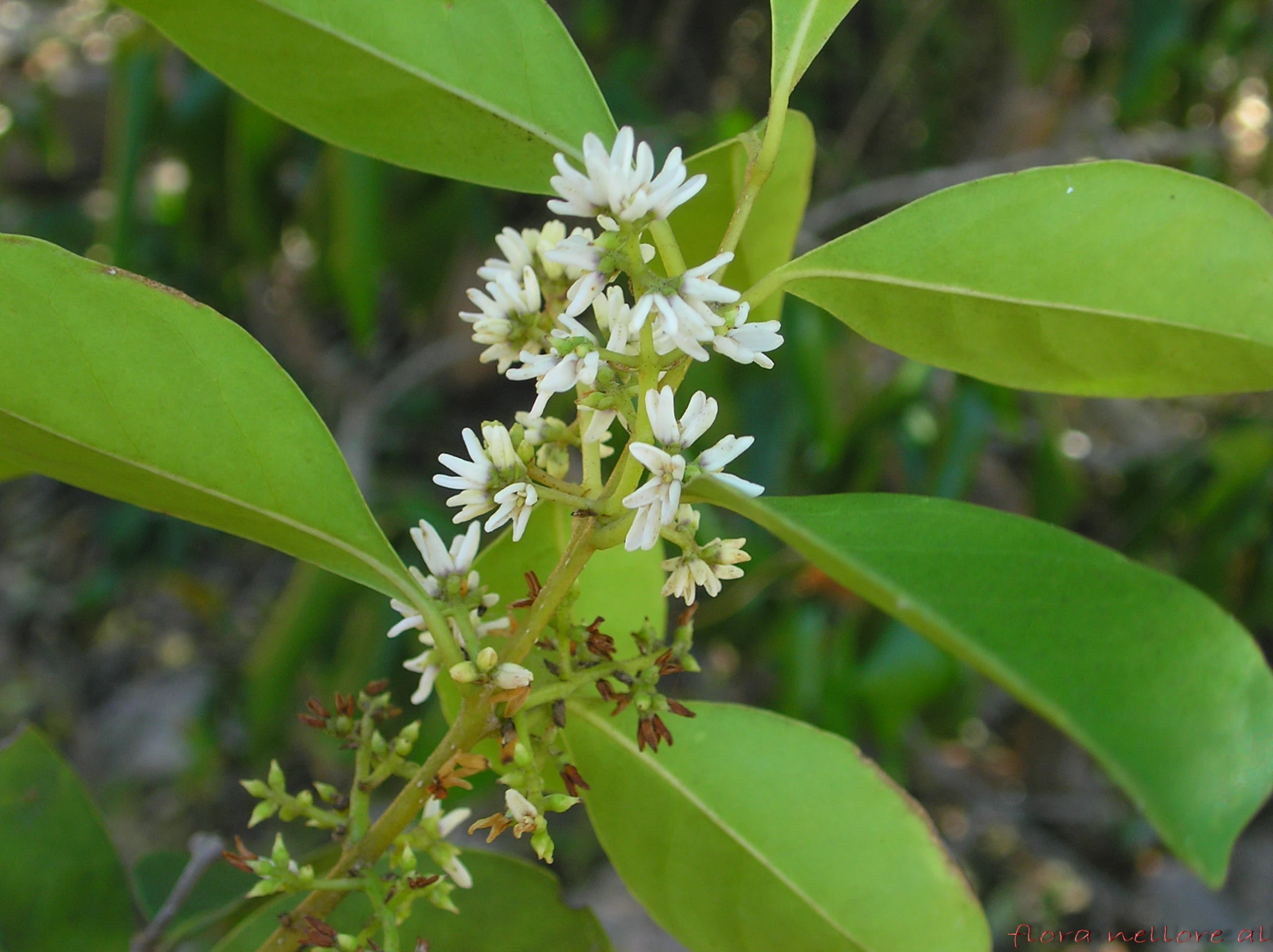 some white flowers on a leafy green tree