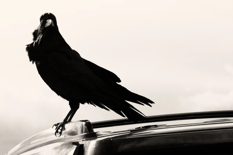 a black bird sitting on the roof of a car