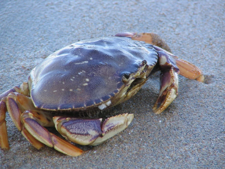 a blue crab sitting on the sand with it's eyes closed