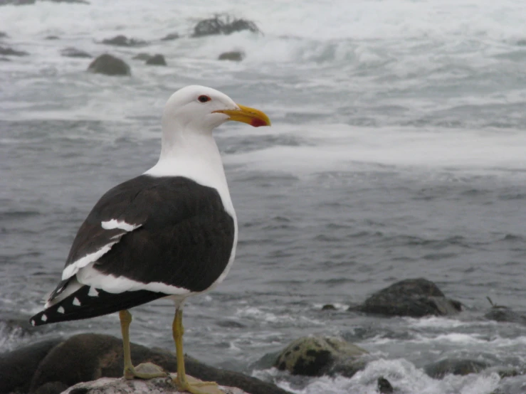 a seagull standing on a rocky coast next to the water