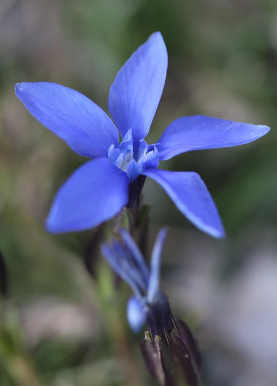 this is a blue flower with small leaves