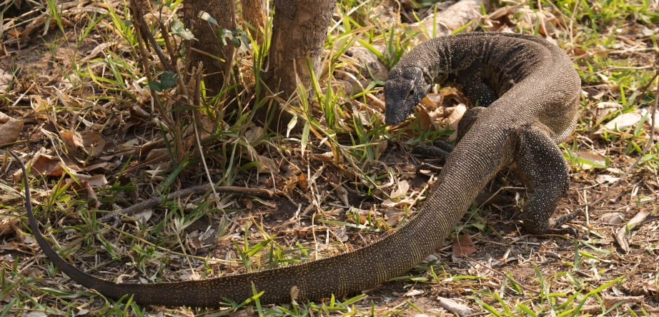 a lizard that is sitting down in the grass