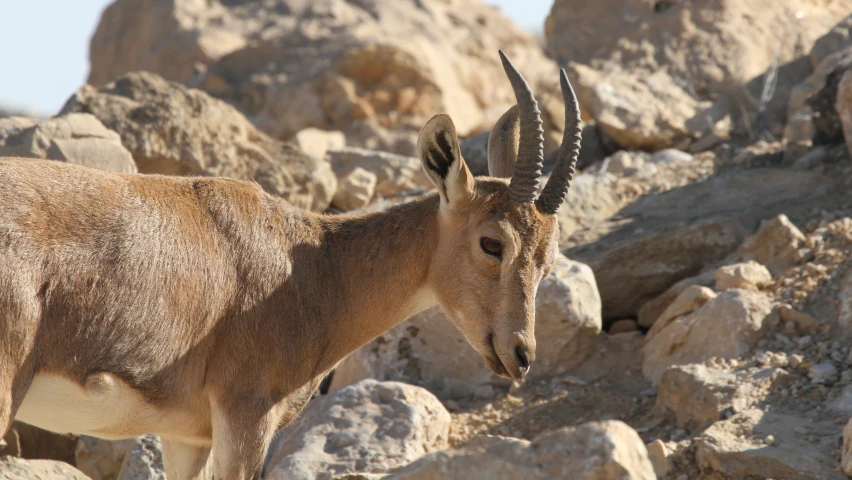 a goat that is standing in the dirt