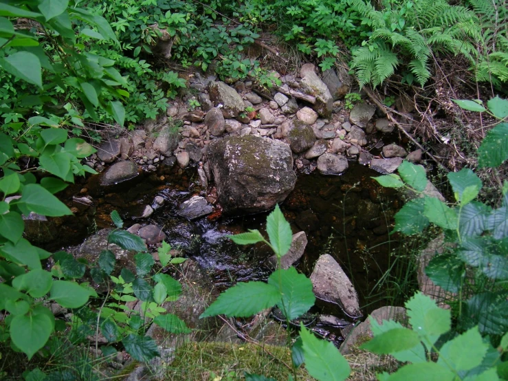 a creek running through a forest with rocks in it