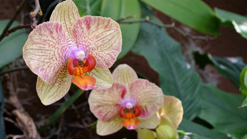 two pink and yellow flowers blooming among green leaves