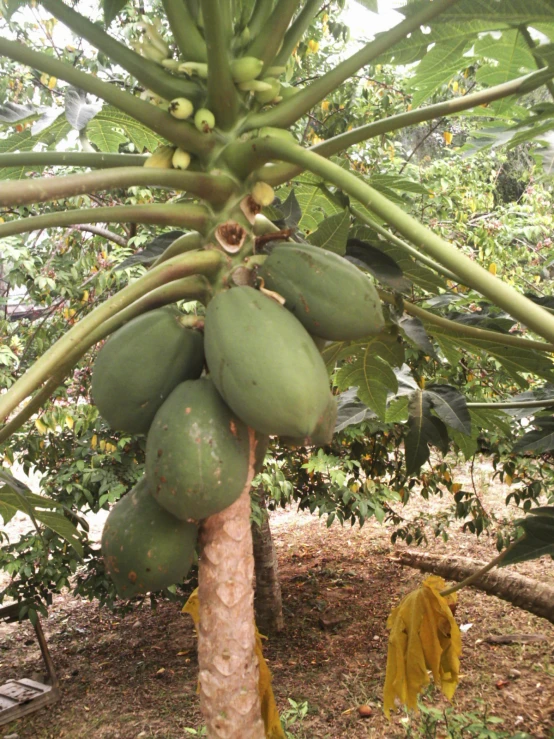 a bunch of green fruits hanging from a tree