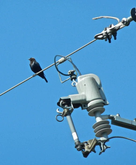 a small bird is standing on a telephone line