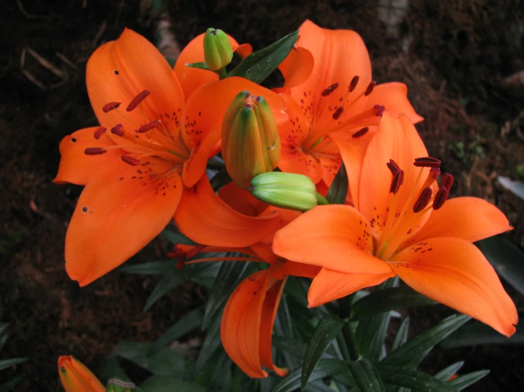 an orange flower in a garden with green stems