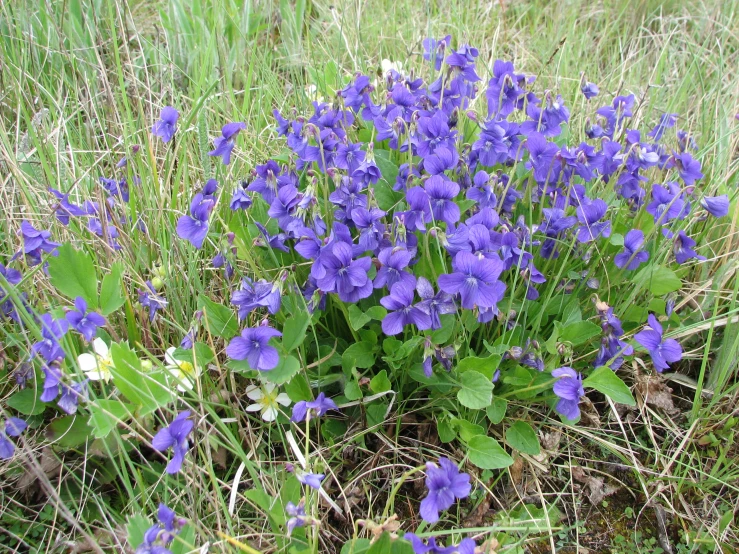 purple flowers with green leaves in a field