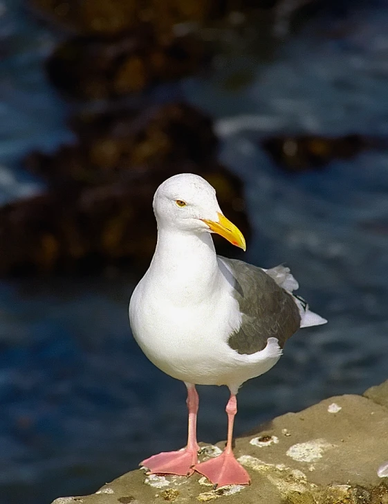 a bird stands alone on a rocky wall