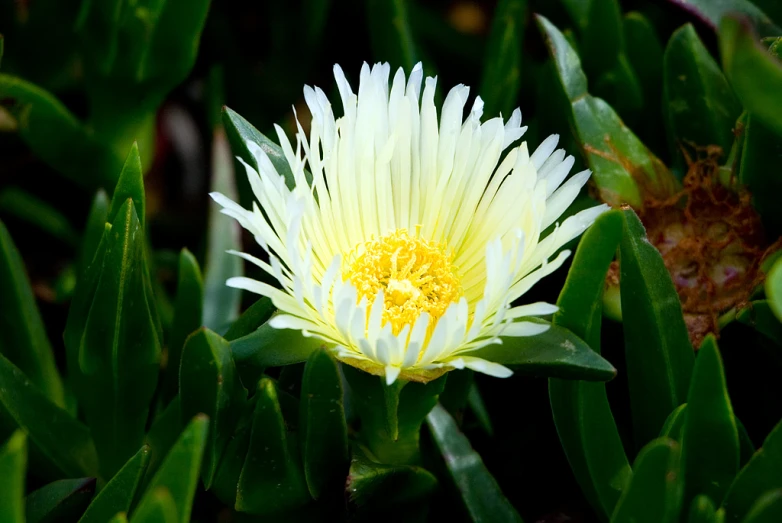 white and yellow flower surrounded by grass