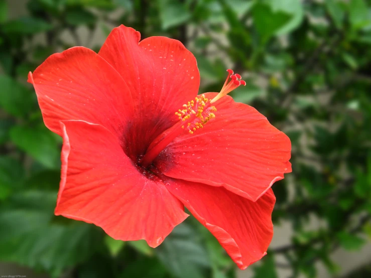 a red flower with green foliage in the background