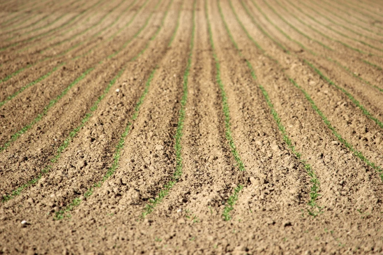 a big field with many lines of green in the middle