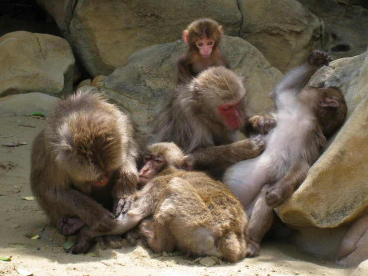 a group of monkeys sitting on top of rocks