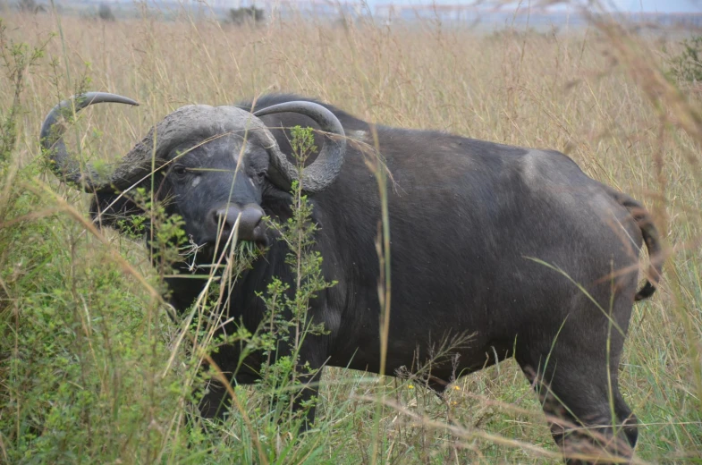 the large bull is grazing in the tall grass