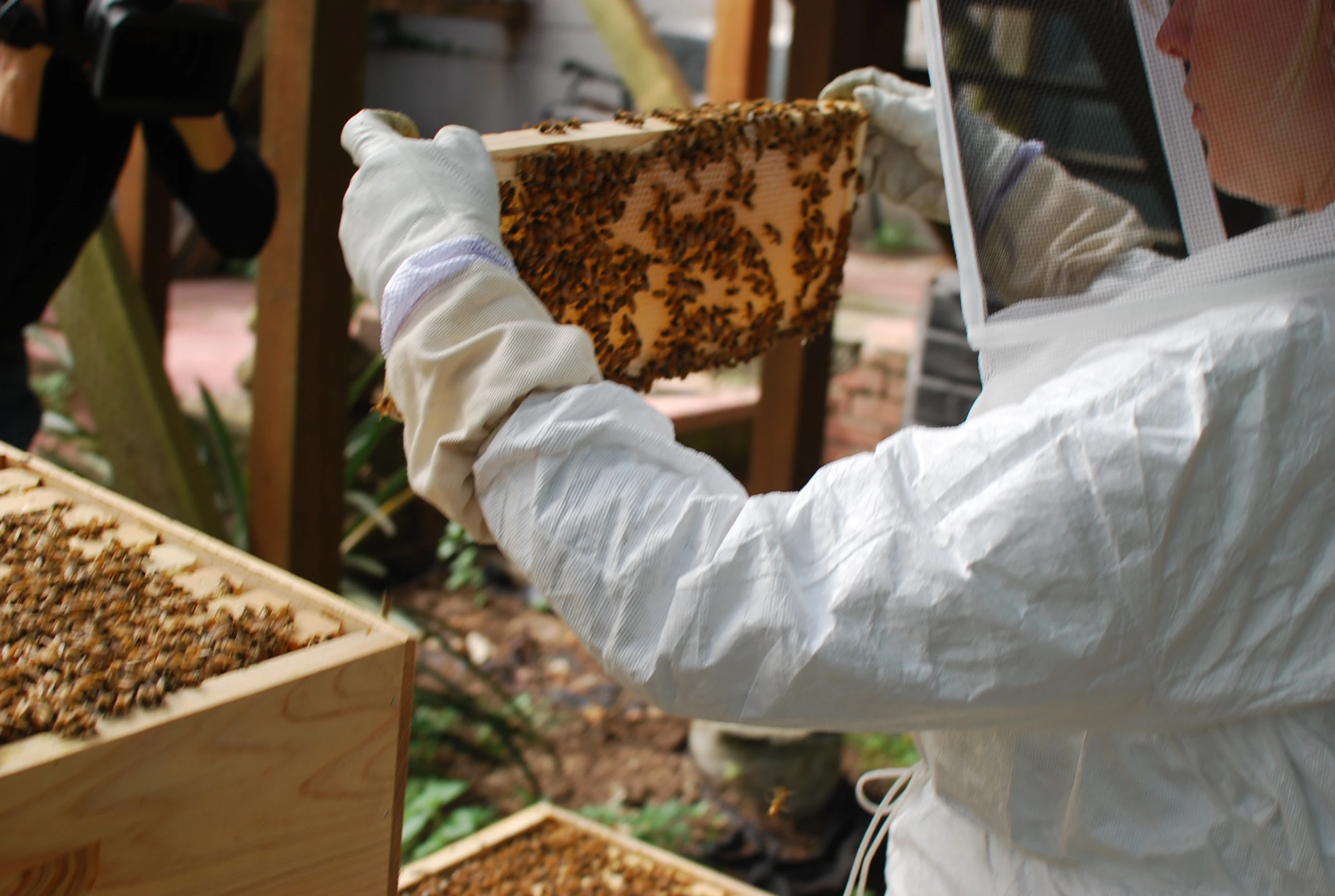 a man holding a beehive while wearing a white suit