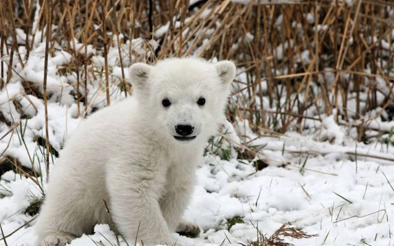 a polar bear cub stands in the snow