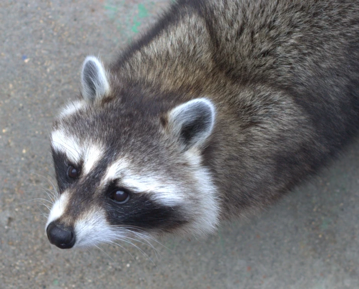 the face of a rac that appears to be looking up