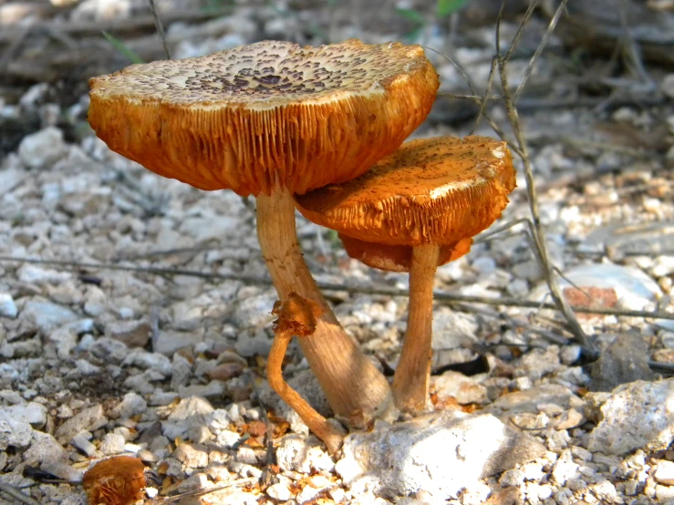 two mushrooms stand on the ground in a clearing