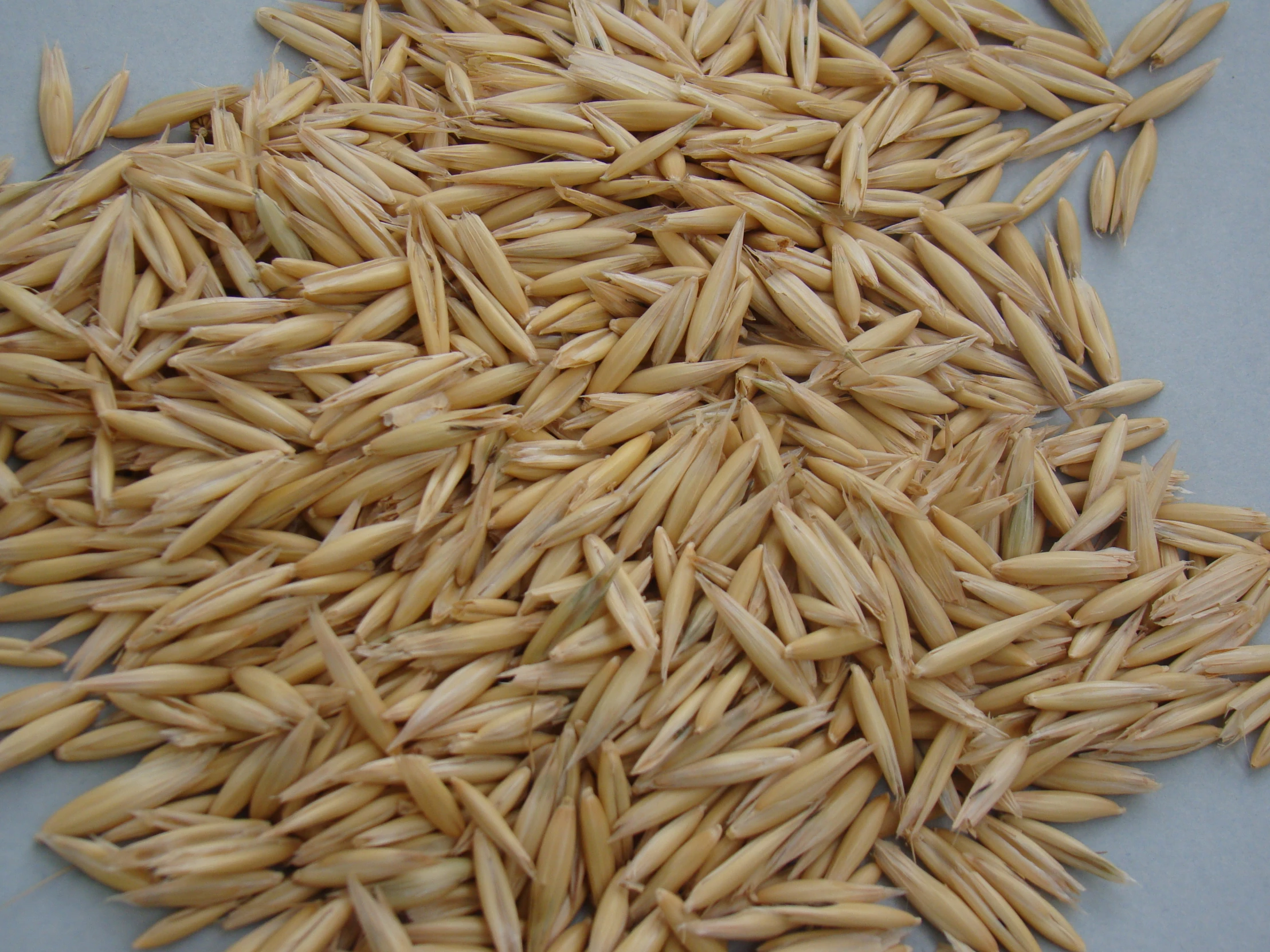 a bunch of rice stalks are sitting on the table