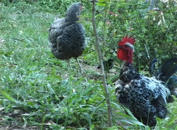 two chickens standing in a field with tall grass