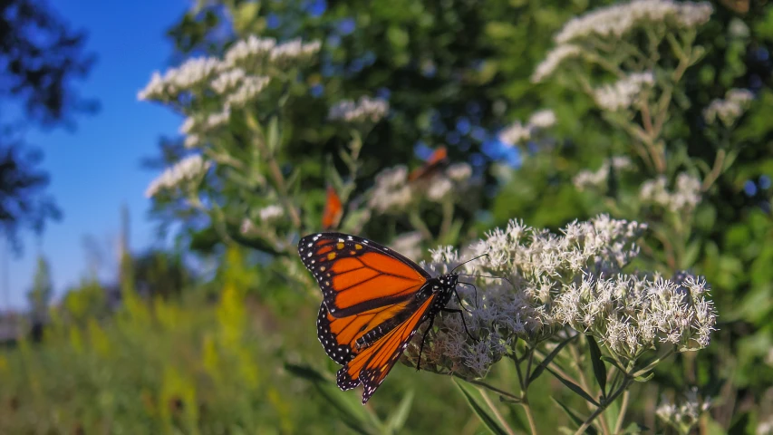 a close up of a erfly on a white flower