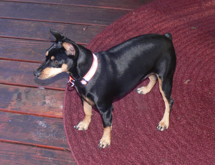 a black and brown dog laying on top of a red pillow