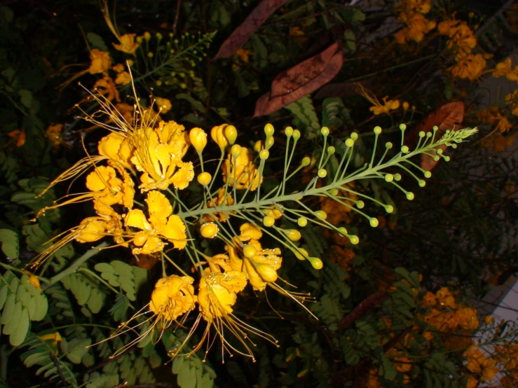 some yellow flowers are in a cluster of greenery