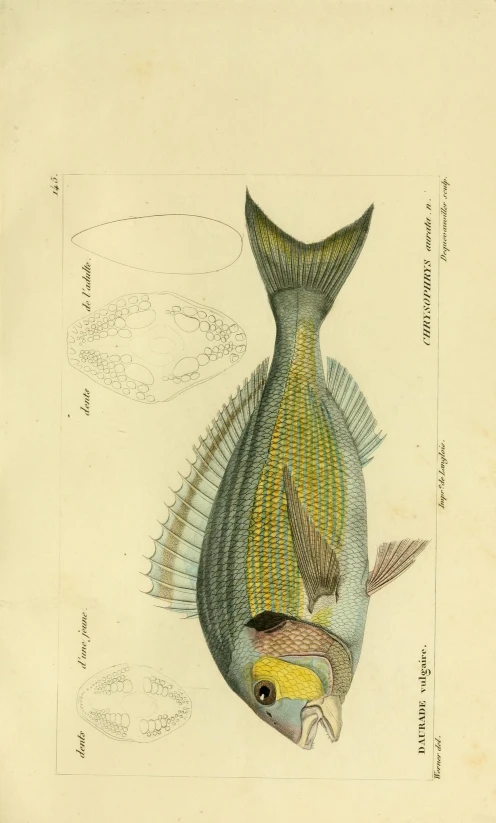 an old illustration of a fish with feathers