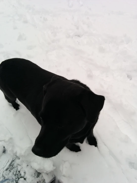 a black dog is looking in the snow