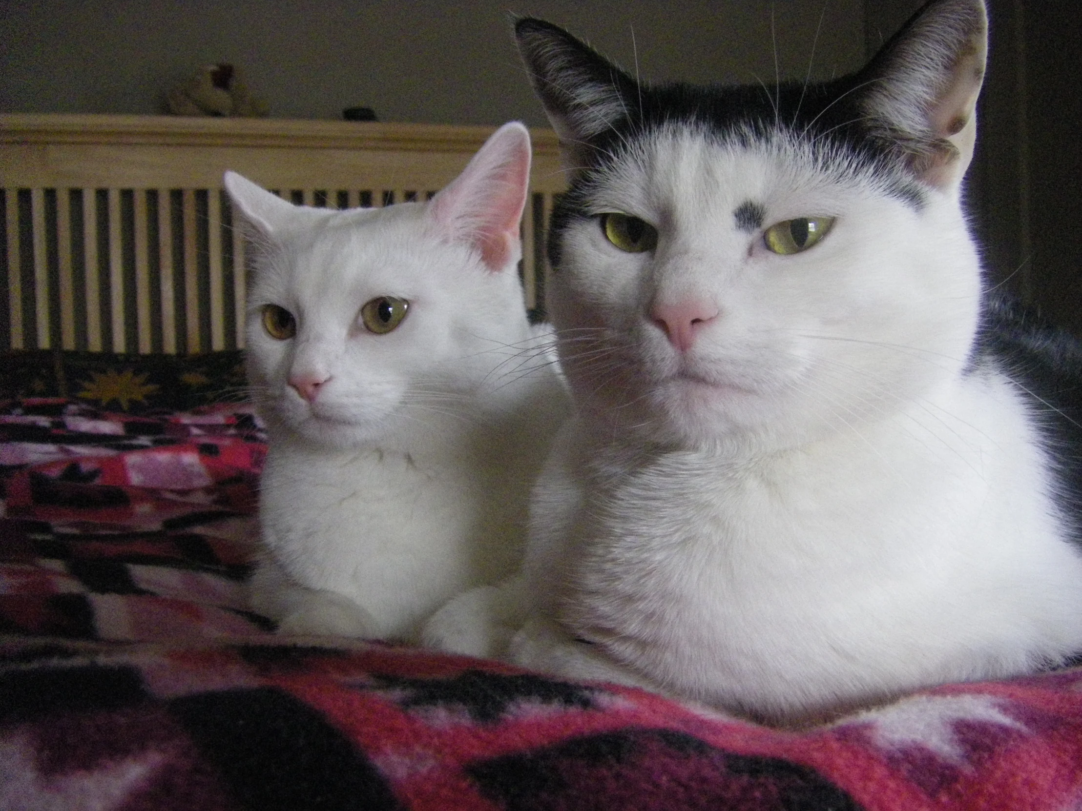 two white cats are on top of a bed