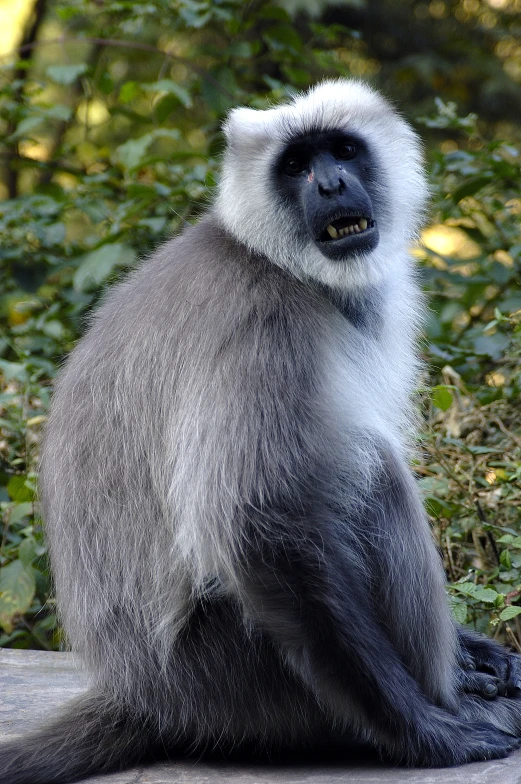 the white and black monkey is sitting on a rock