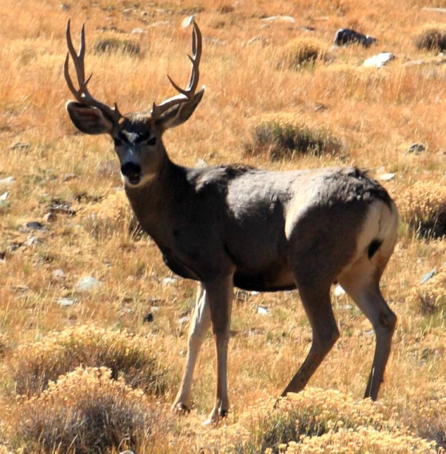 a deer standing in a field near dry grass