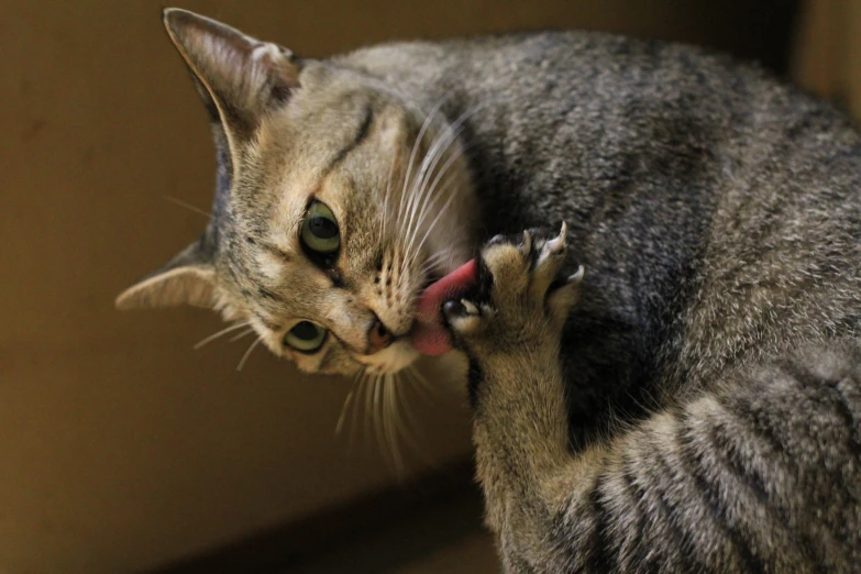 an adult gray and black cat eating soing