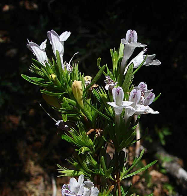 some white flowers are blooming on a bush