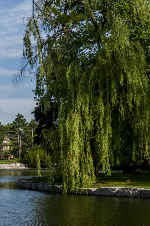 an area with a tree and a grassy area