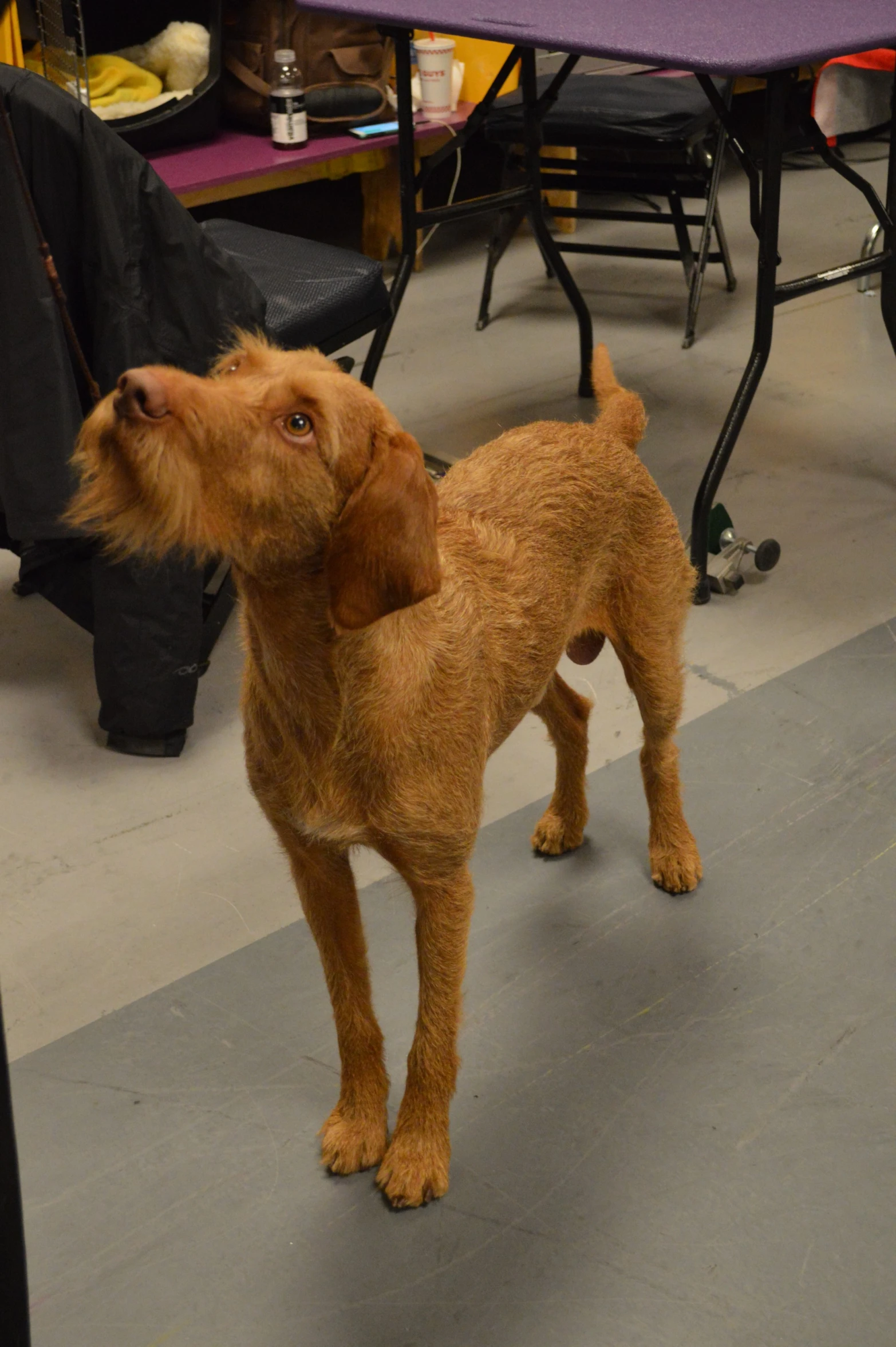 a dog is standing in front of a table