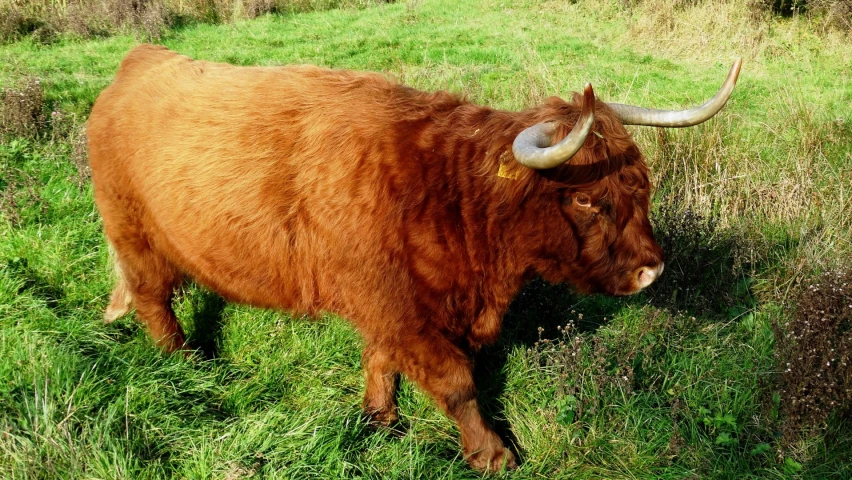 the ox is standing alone in a grassy field