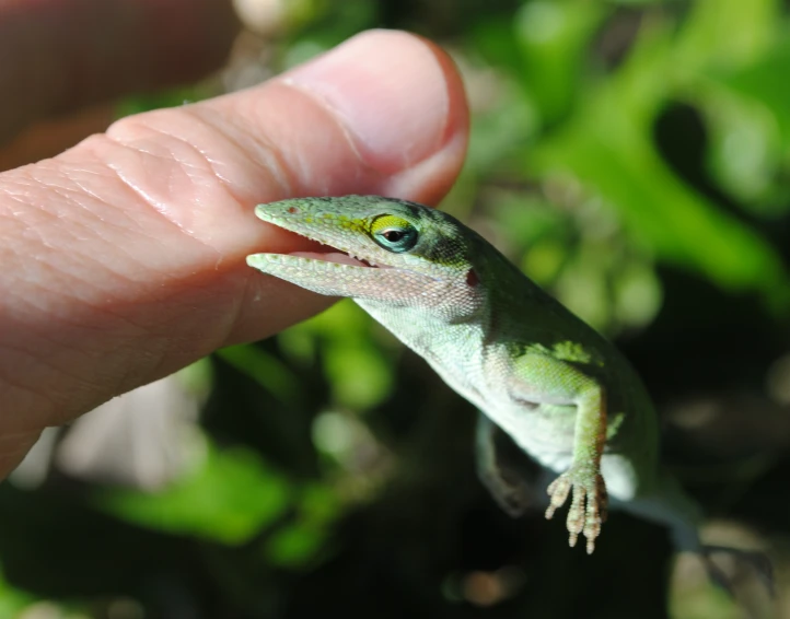 a green and yellow gecko on a finger outside