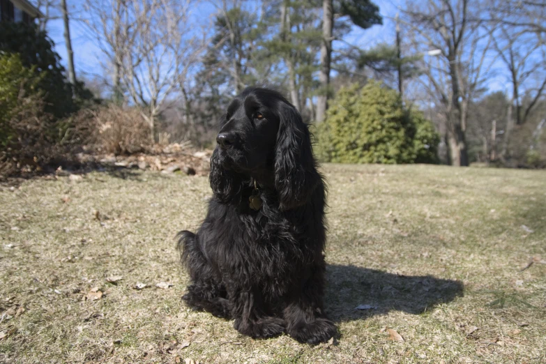 a big fluffy black dog sitting on top of a field