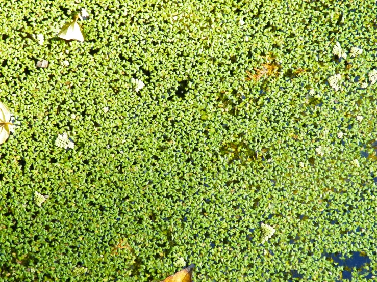 a pond with very little green plants in it