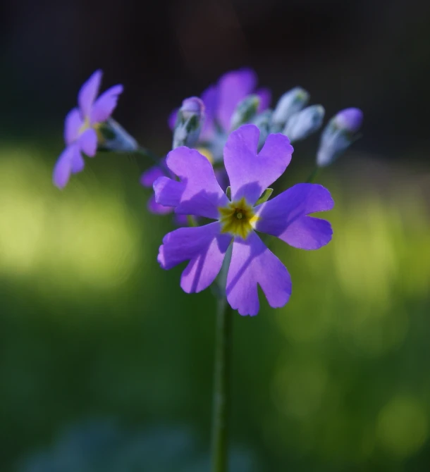 the purple flowers are growing in the yard