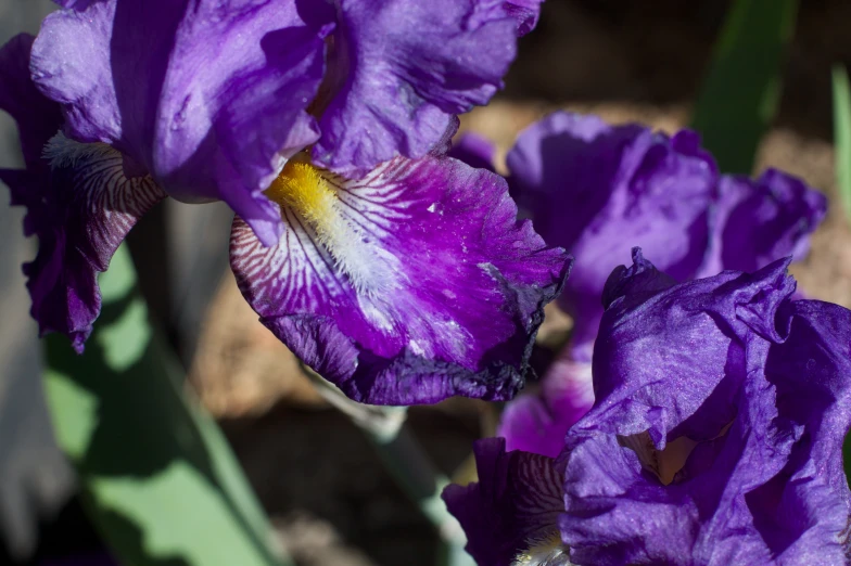 three purple flowers with yellow styet in the center