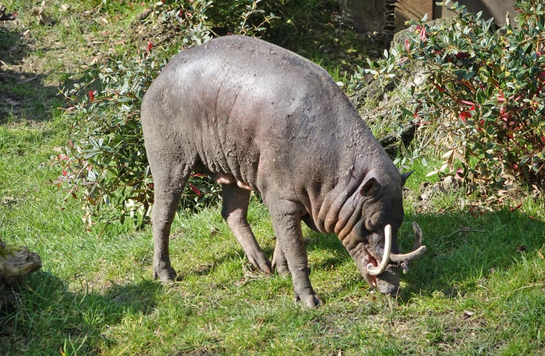 an adult hippo eating grass in front of a bush