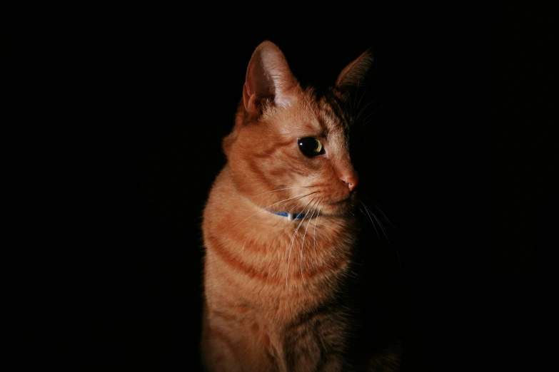 a cat with a collar in the dark