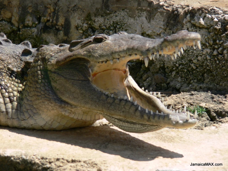 a large crocodile that is laying down