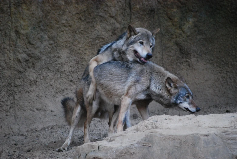 two gray wolf standing in front of a wall