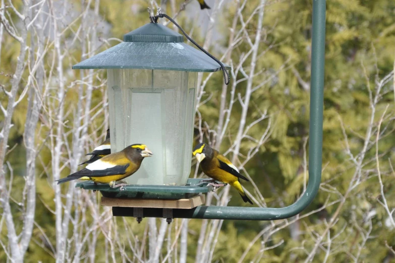 two birds perched on a bird feeder eating