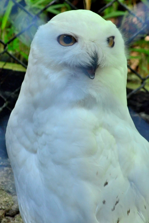 a close up of an owl near some bushes