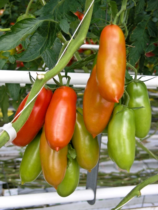 four tomatoes hanging from a plant in a garden